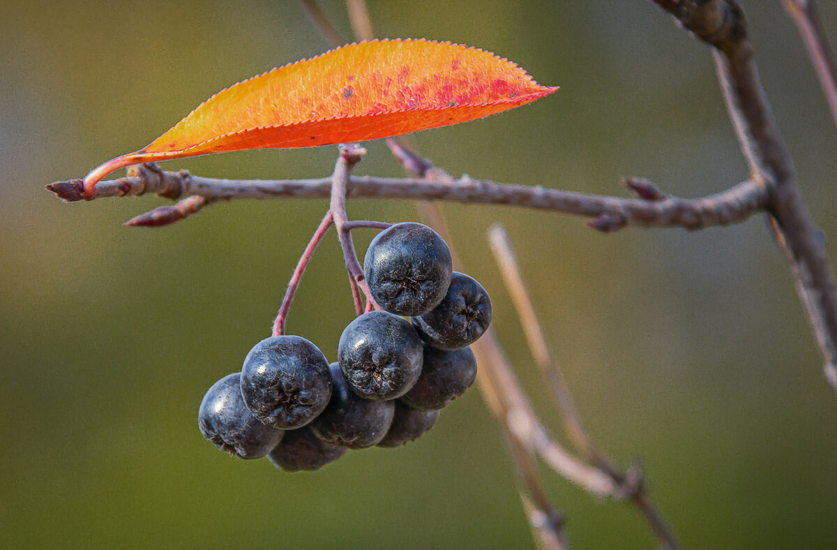 Арония черноплодная - Aleksey Afonin