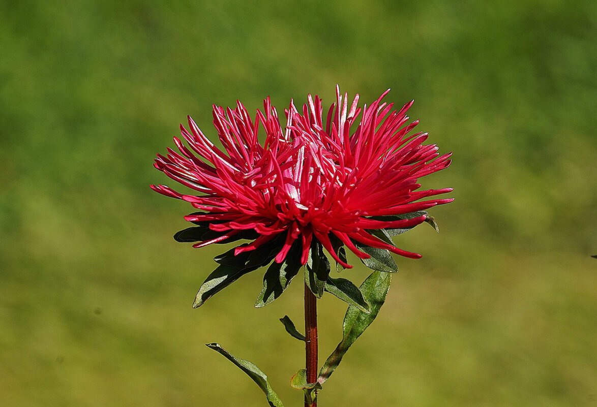 Астры - Татьяна Тюменка