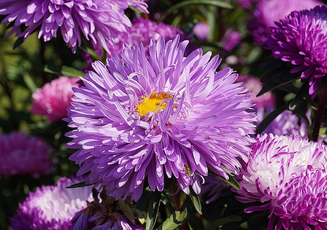 Астры - Татьяна Тюменка