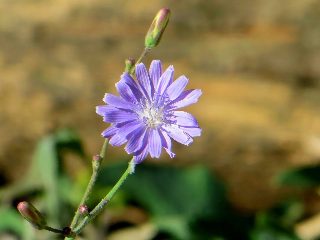 Цикорий или василёк? - Татьяна Смоляниченко Цикорий или василёк? - Татьяна Смоляниченко