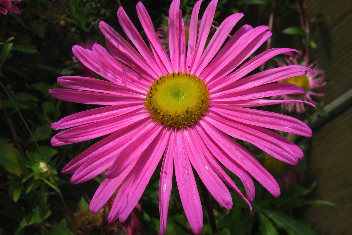 Астра - Людмила Смородинская