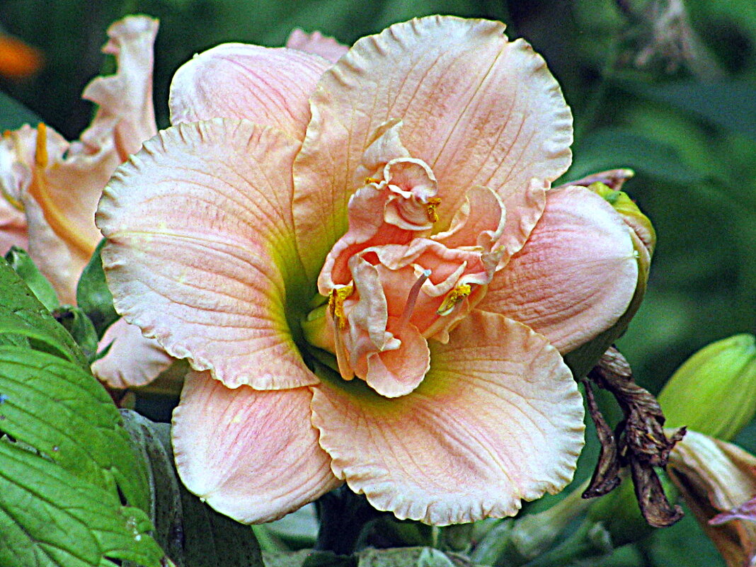 Цветы. - Владимир Драгунский