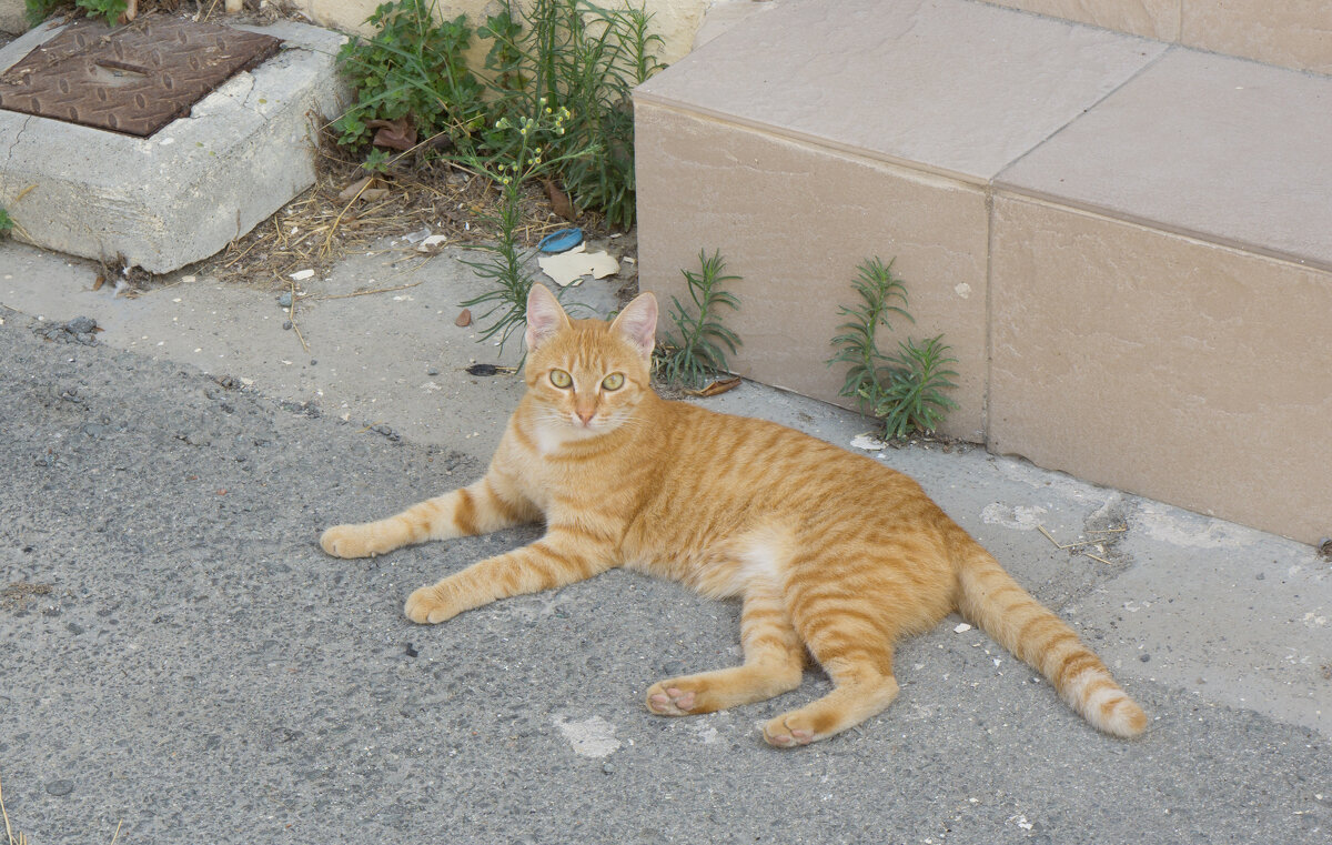 Кошки Кипра - Андрей 