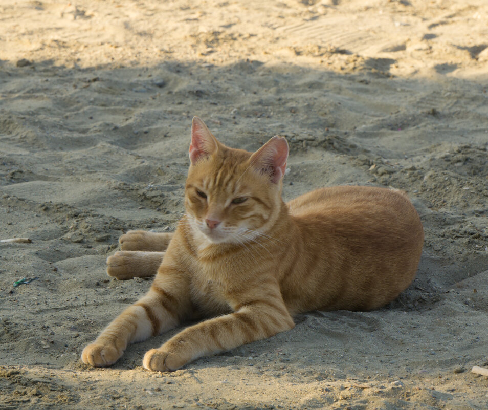 Кошки Кипра - Андрей 