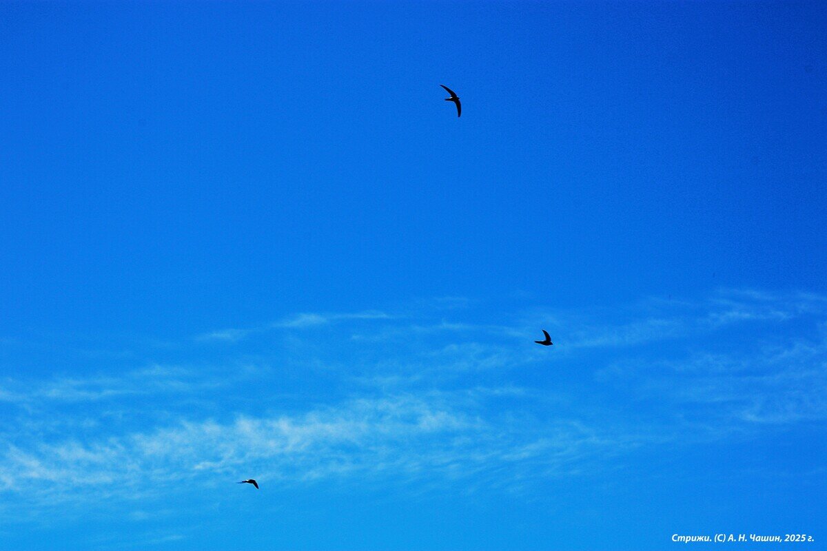 Стрижи - Александр Чашин