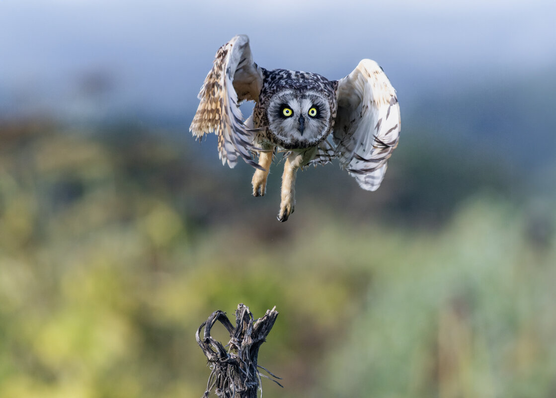 сова болотная. - юрий макаров