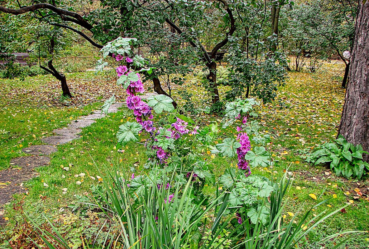 Та же мальва,,, - Анатолий Колосов