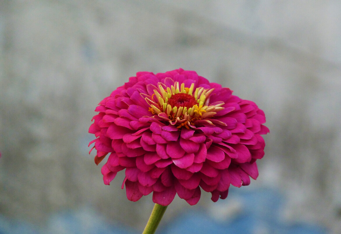 Циния - Валентин Семчишин