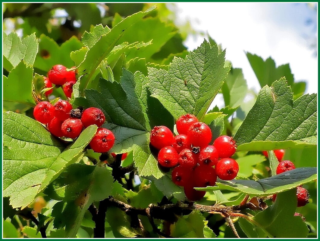 Боярышник - Ольга Довженко