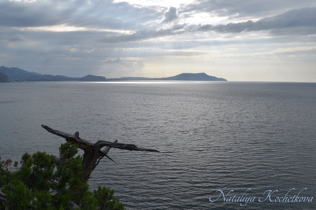 Природа Крыма - Amazing Cosmea