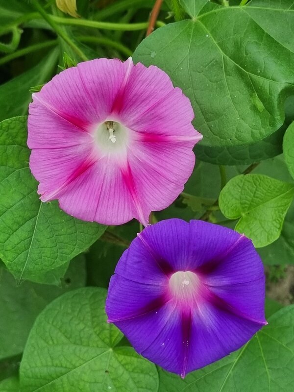 Веселые подружки - Наталья 