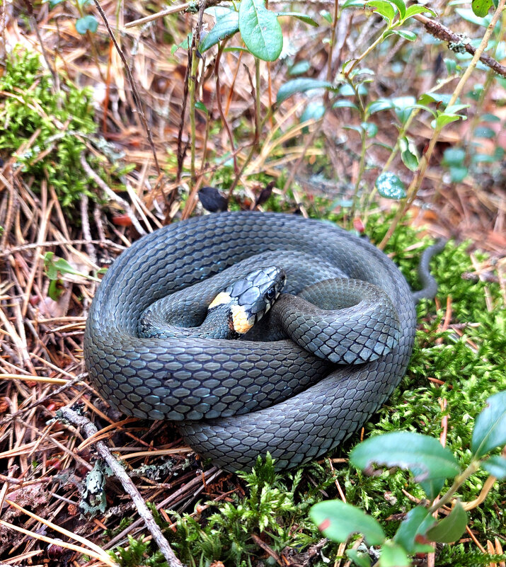 Уж повстречался... змей безобидный, но шипящий - Ирина Румянцева