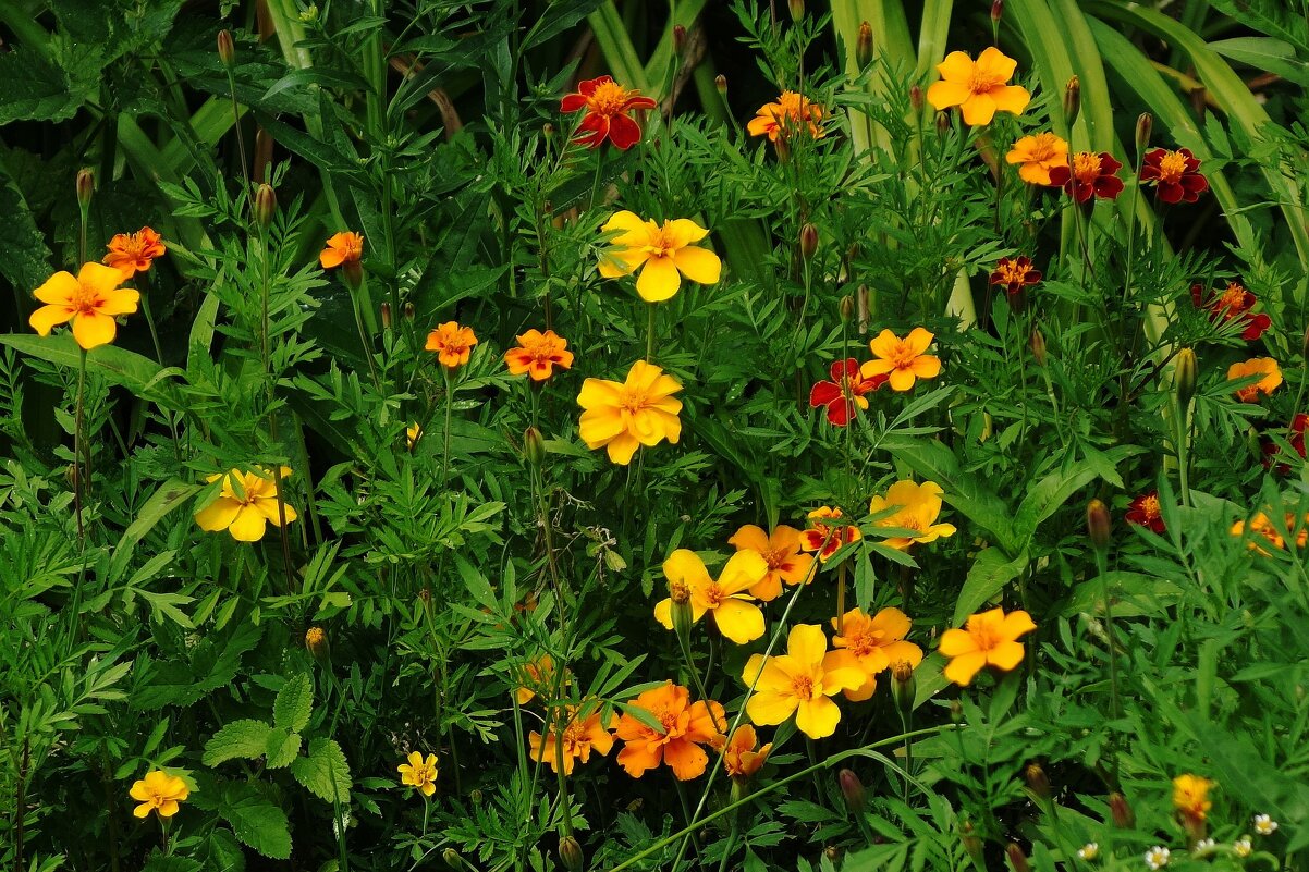 Бархатцы - Рита Симонова