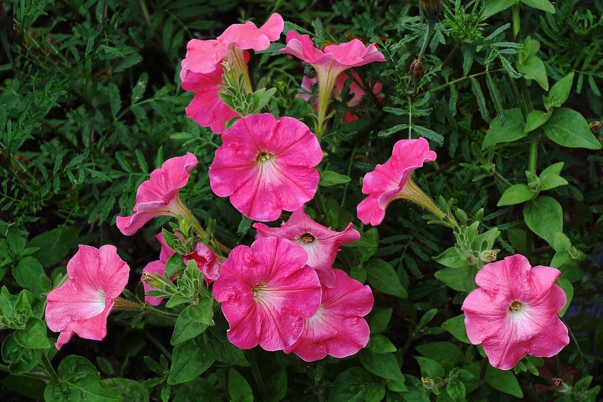 Петуния - Рита Симонова