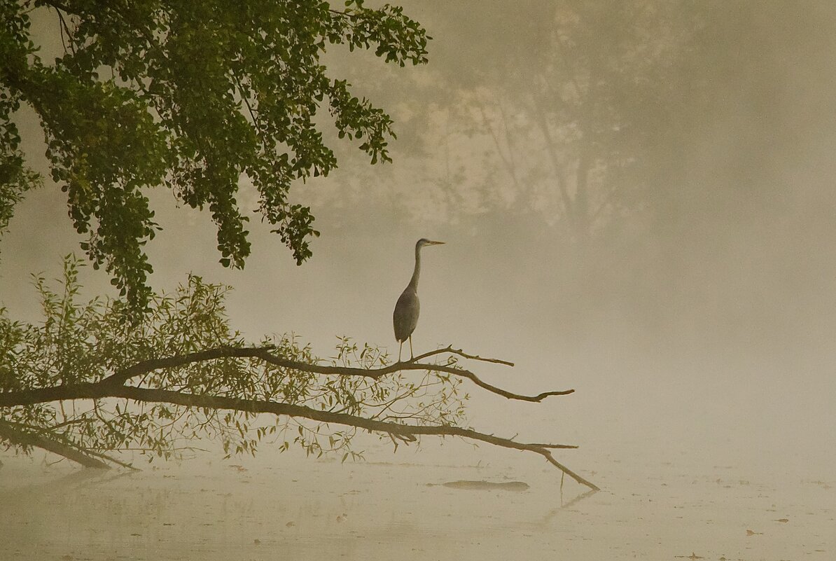 Туман - Олег Алексеев