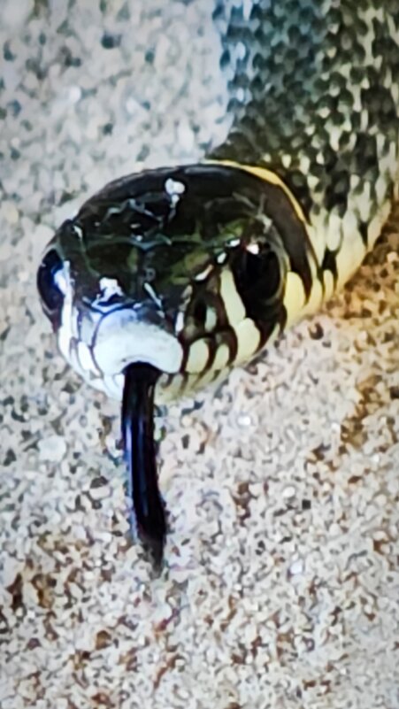 Привет, я не кусаюсь - Наталия 