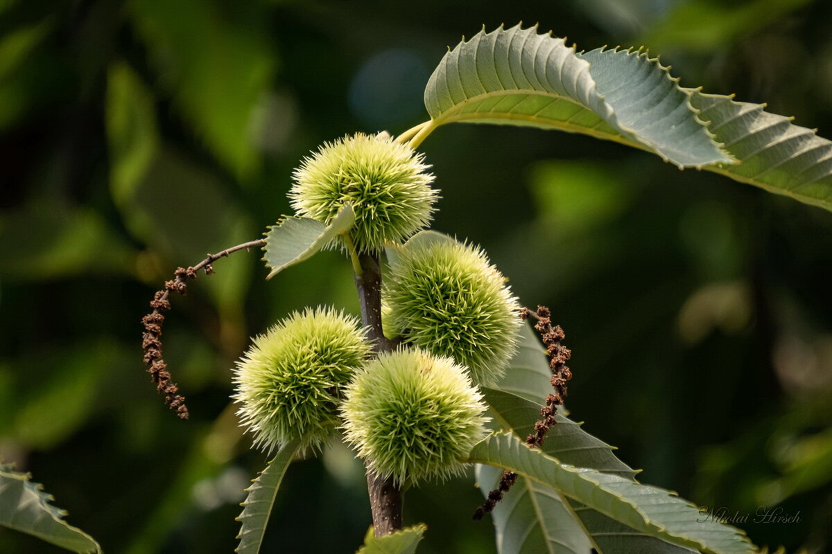 Каштановые ёжики... - Николай Гирш