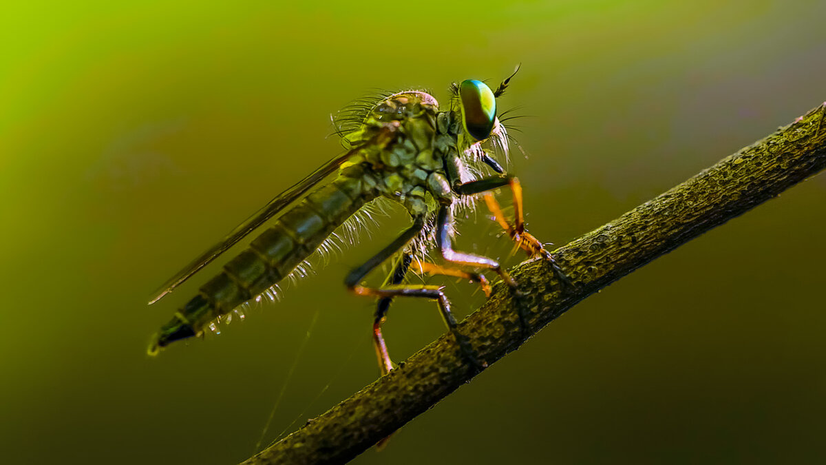 Ктыри — семейство двукрылых насекомых - Aleksey Afonin