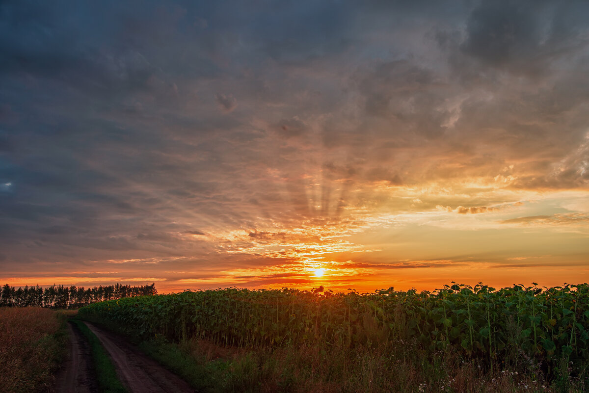 *** - Виталий Емельянов