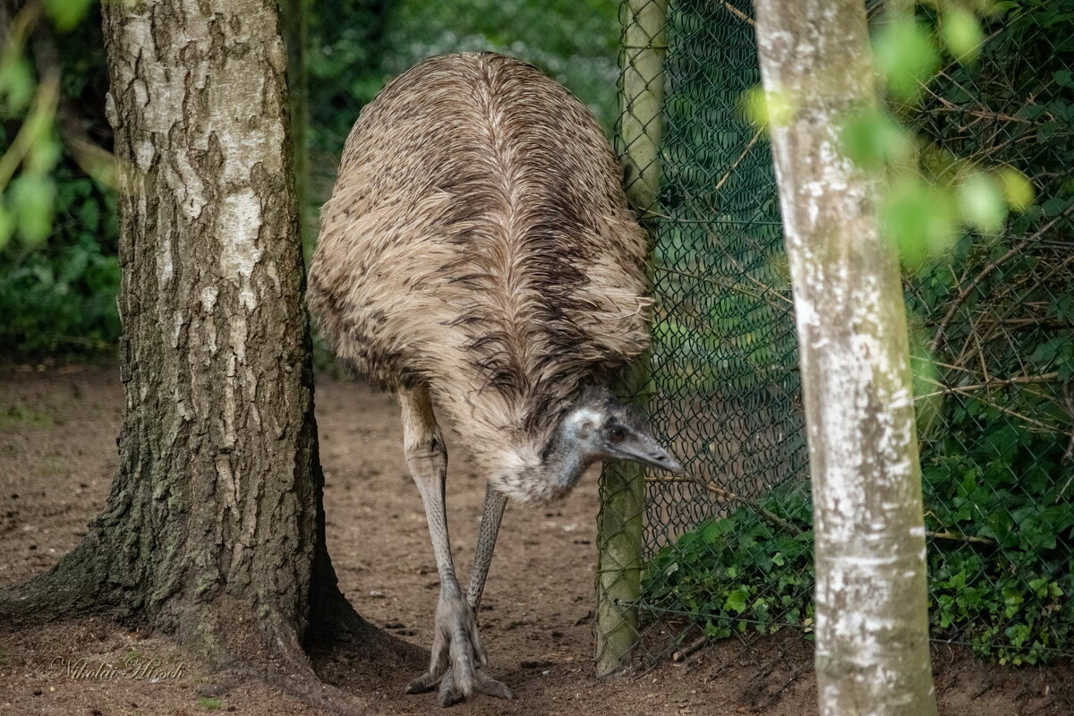 Про страуса... - Николай Гирш
