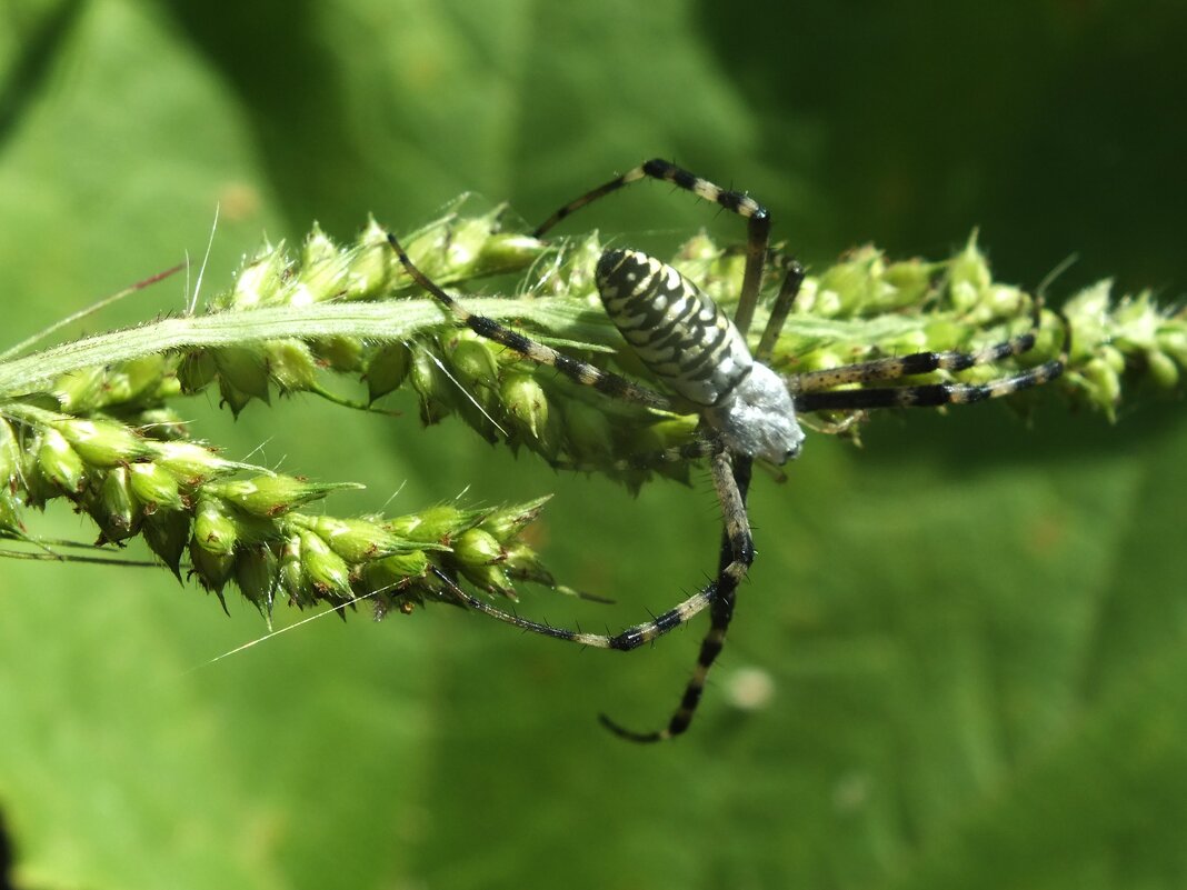 ** - Зоя Мишина