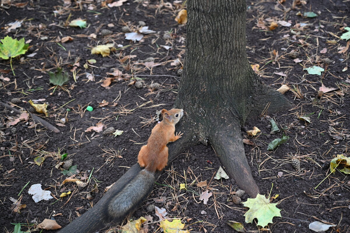 Тварь божья))) - redfox 