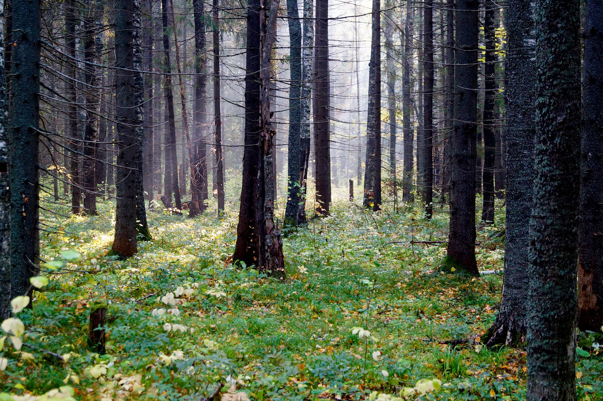 Еловый лес - Сергей Ц