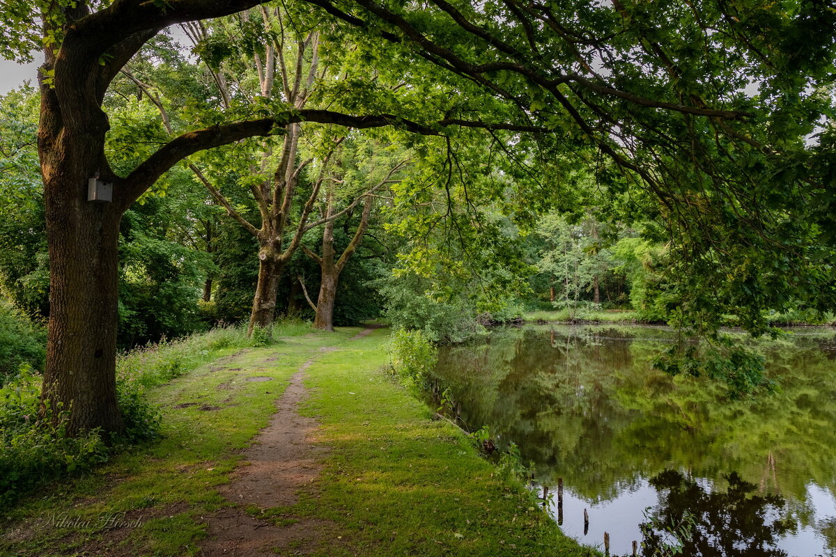 Под дубами... - Николай Гирш