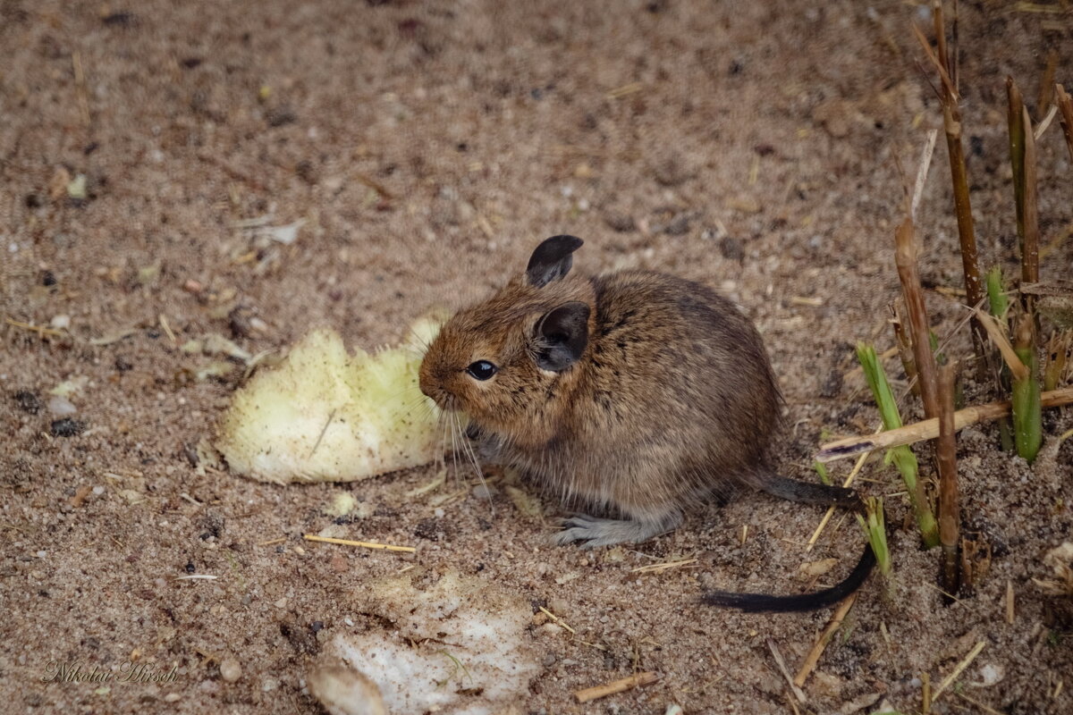 Про мышь... - Николай Гирш