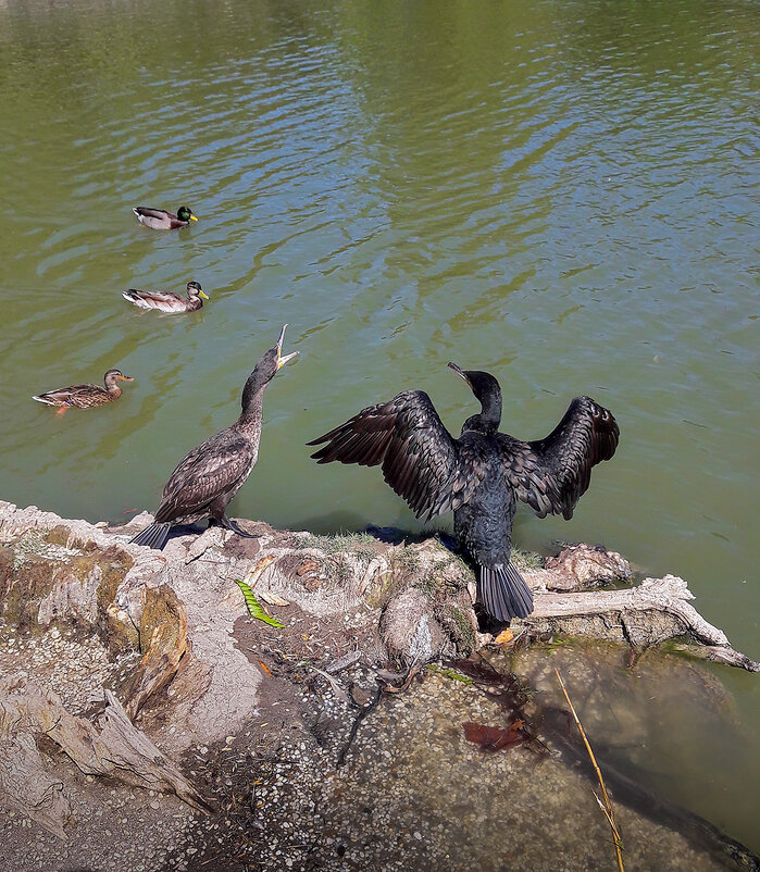 Пара Бакланов на озере нашего парка - Варвара 