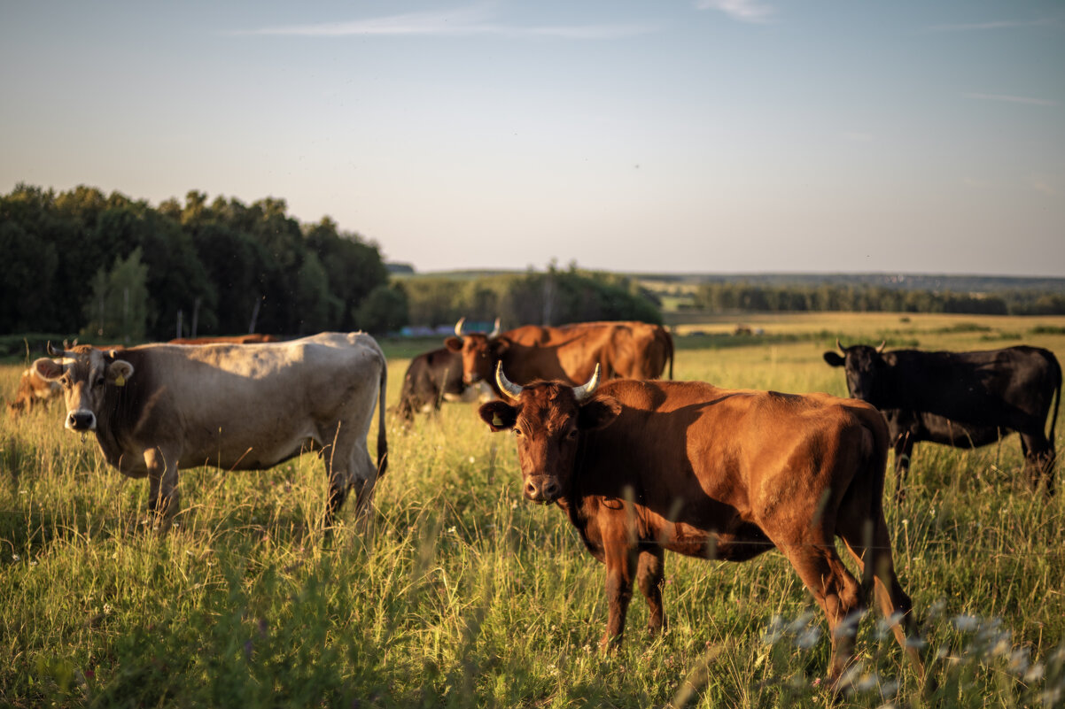 Позируют - sorovey Sol