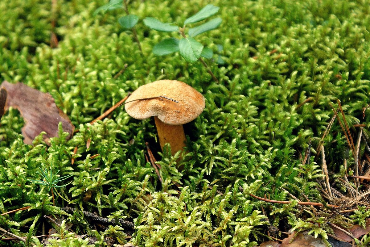 Козляк - Леонид leo