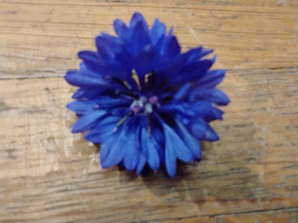 Василёк - Дмитрий Никитин