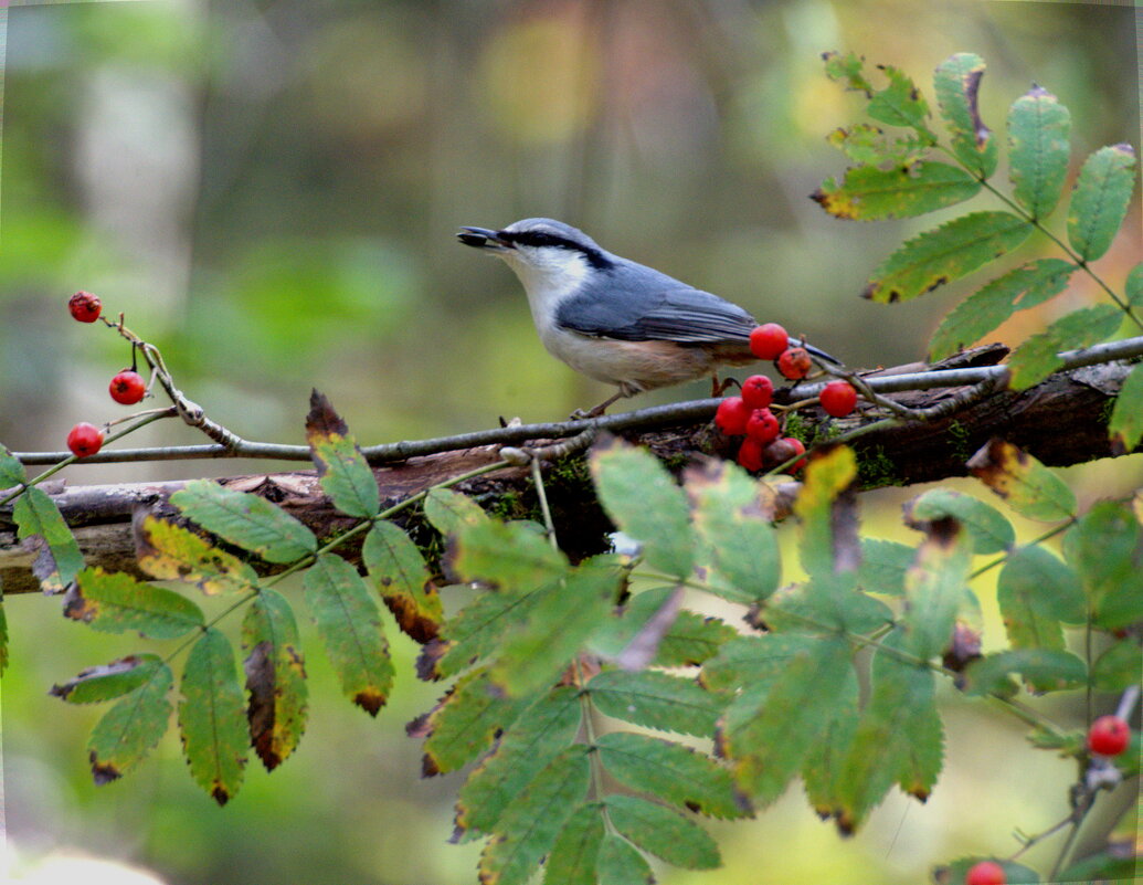 Поползень - Сергей Владимирович Егоров