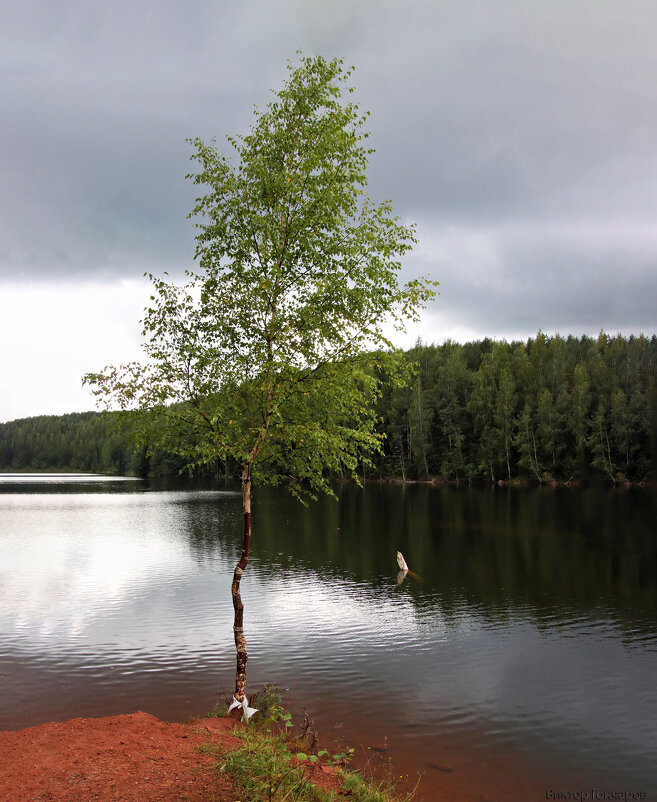 березка - Laryan1 