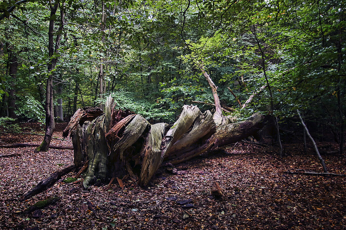Как же тебе досталось, как тебя жизнь покрутила - Андроник Александр 