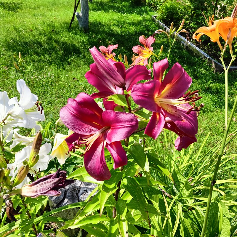 цветы в саду - Владимир 