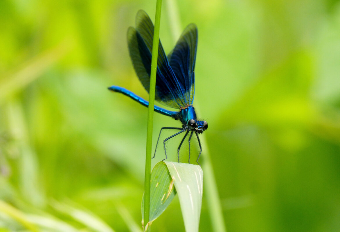опять про стрекоз 26 - Александр Прокудин