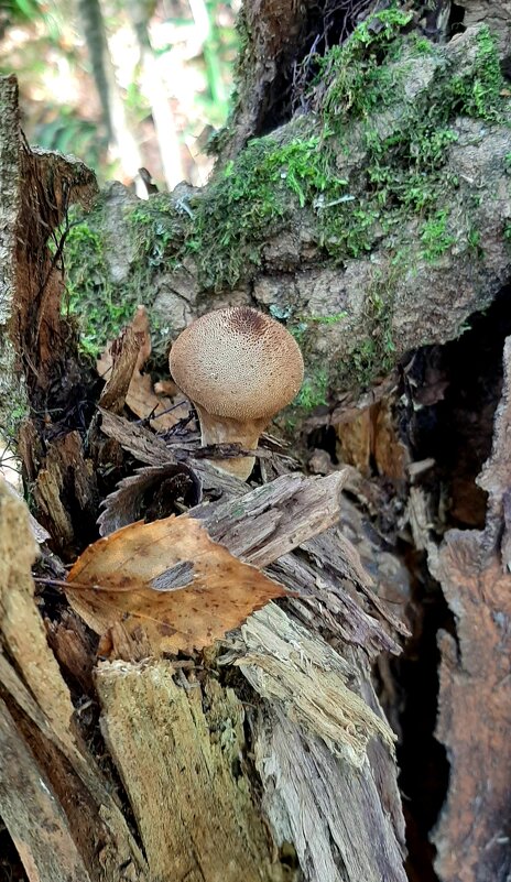 Сентябрь - Наталья Герасимова Сентябрь - Наталья Герасимова