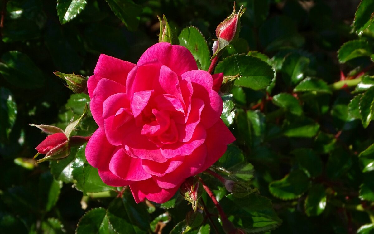 Розы сентября. - Милешкин Владимир Алексеевич 