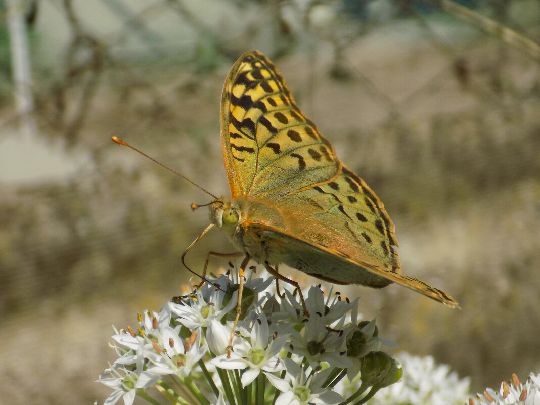 Сентябрьская перламутровка... - Константин Штарк