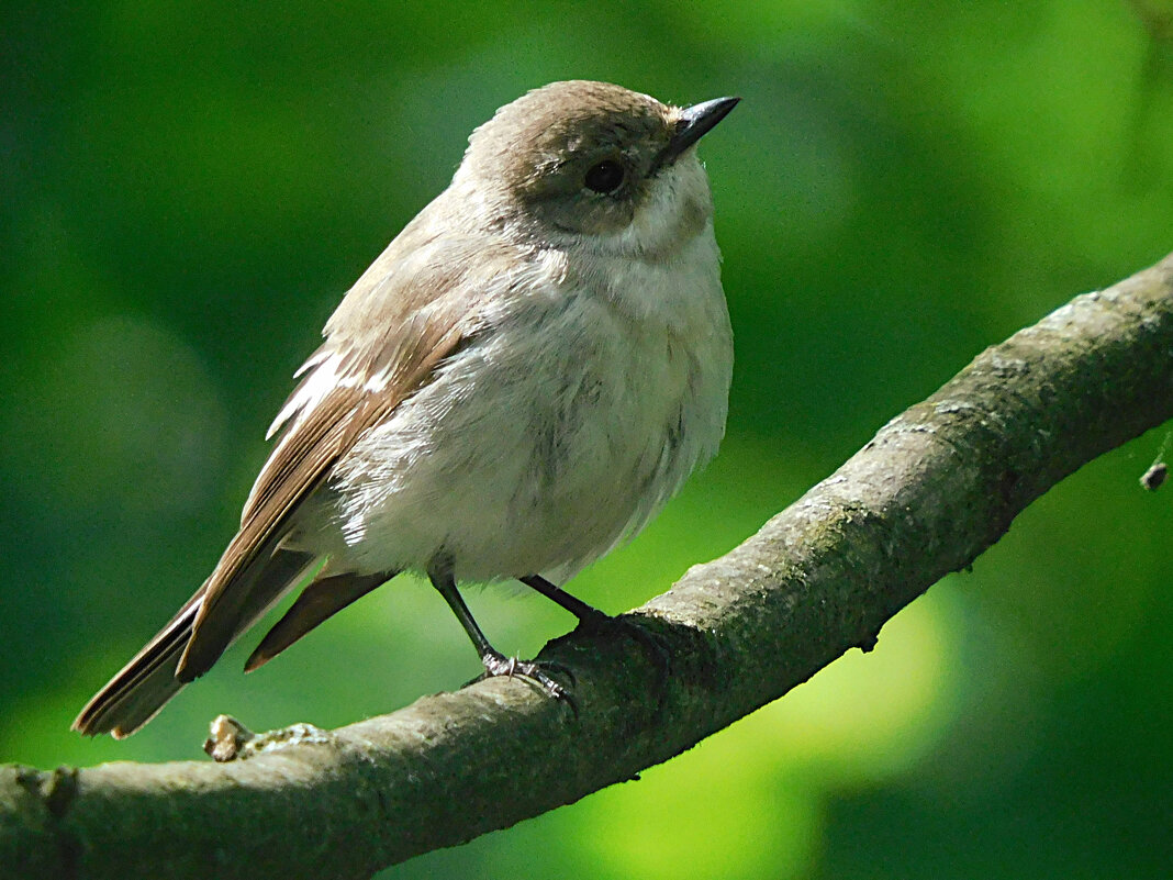 Мухоловка-пеструшка - Лина 