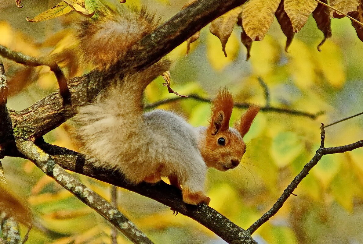Осень и белка... - Николай Саржанов