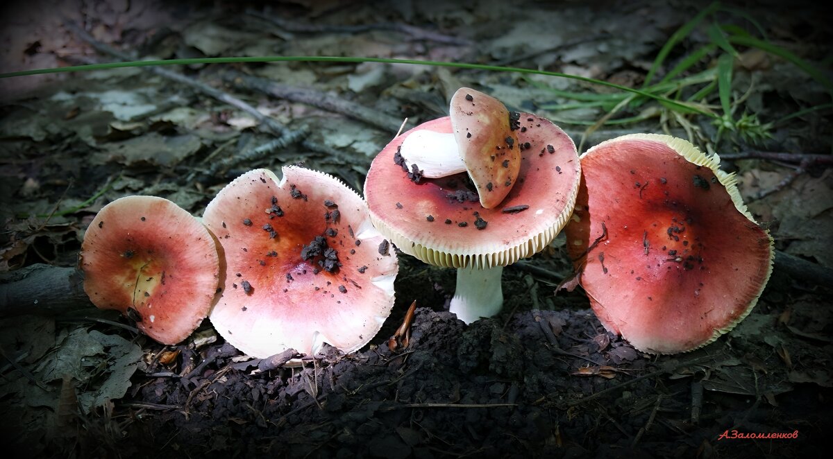 Румяная семейка... - Андрей Заломленков