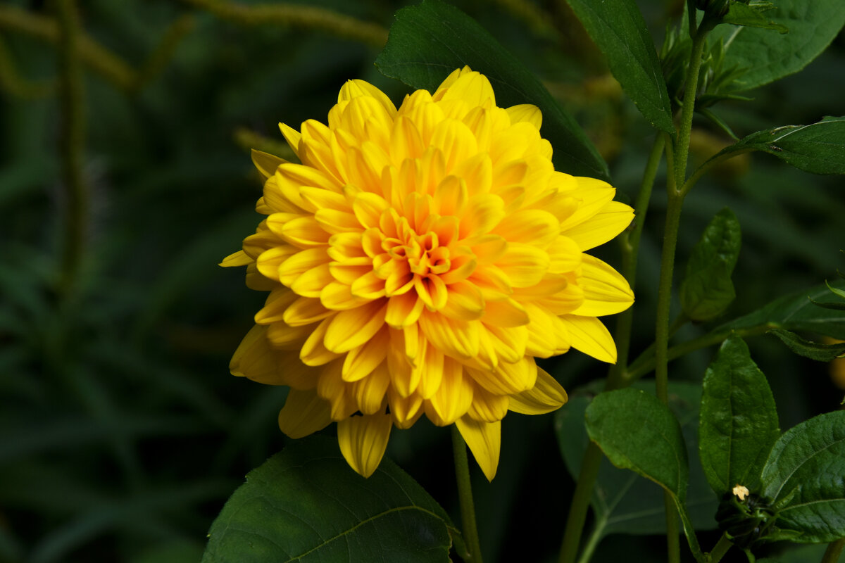 Москва. Август в Аптекарском огороде. - Наташа *****