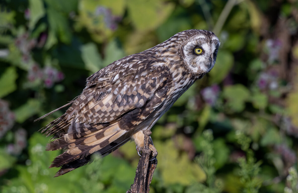 сова болотная. - юрий макаров