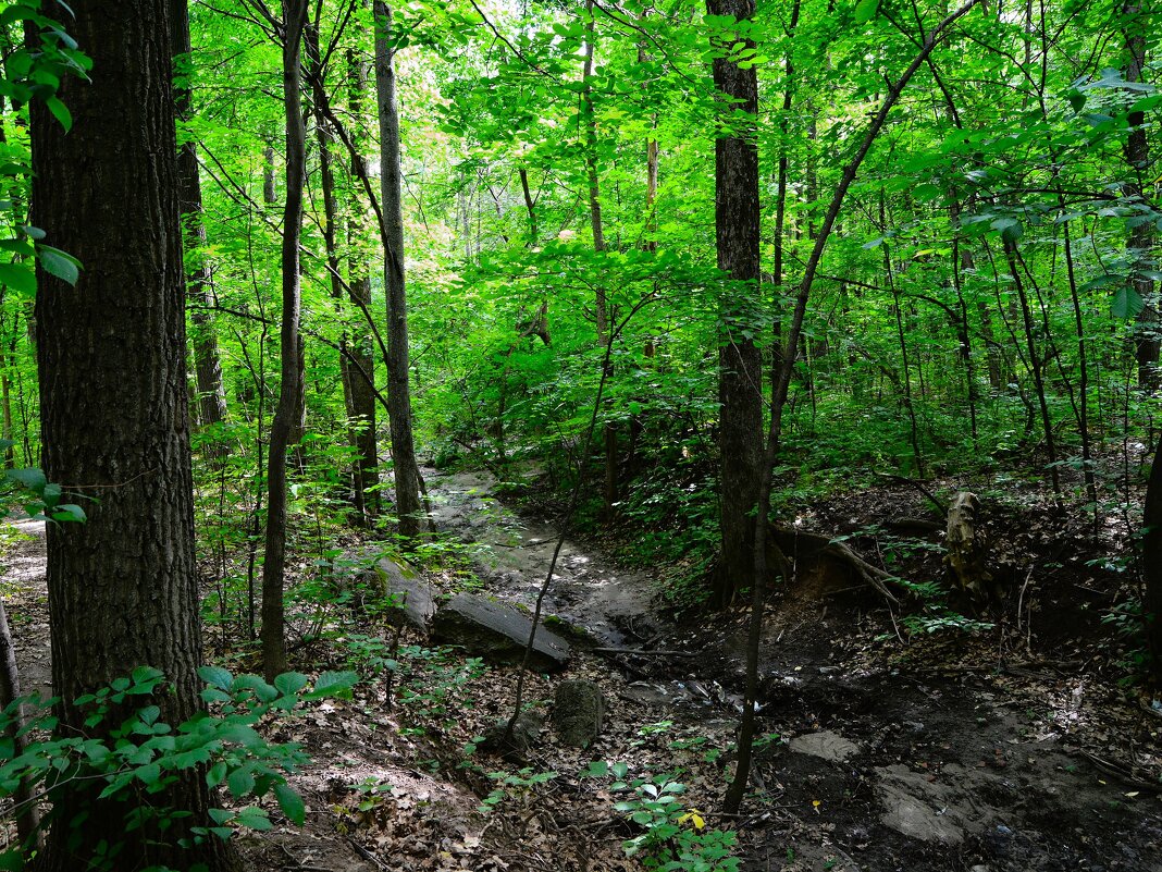 Чебоксары. Небольшой овраг Берендеевского леса. - Пётр Чернега Чебоксары. Небольшой овраг Берендеевского леса. - Пётр Чернега
