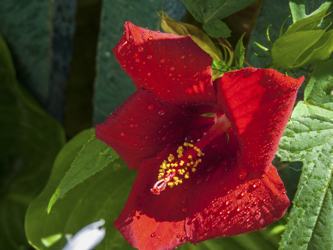 Красный Гибискус - Валентин Семчишин