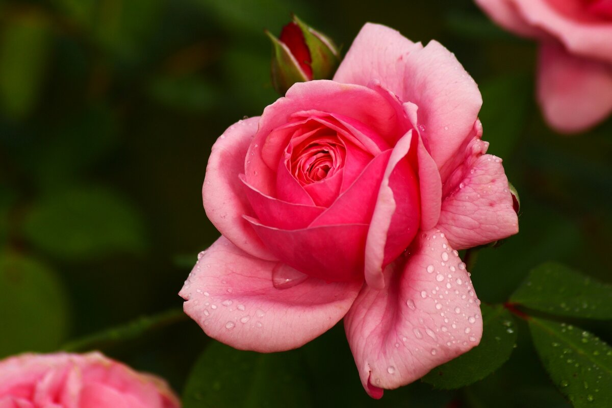 Доброе утро - Юрий. Шмаков Доброе утро - Юрий. Шмаков