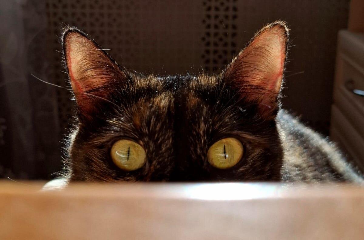 В засаде! - Владимир Волик